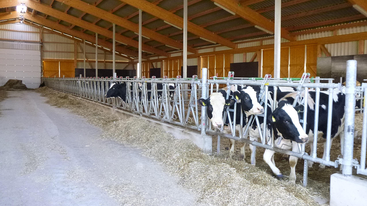 Geräumiger Kuhstall mit mehreren Kühen