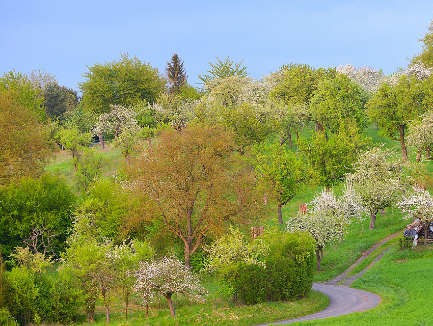 Bilck von oben auf verschiedene Bäume, teilweise blühend