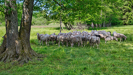 Das Bild zeigt eine Schafherde, die sich auf einer Wiese im Schatten unter Bäumen aufhält.