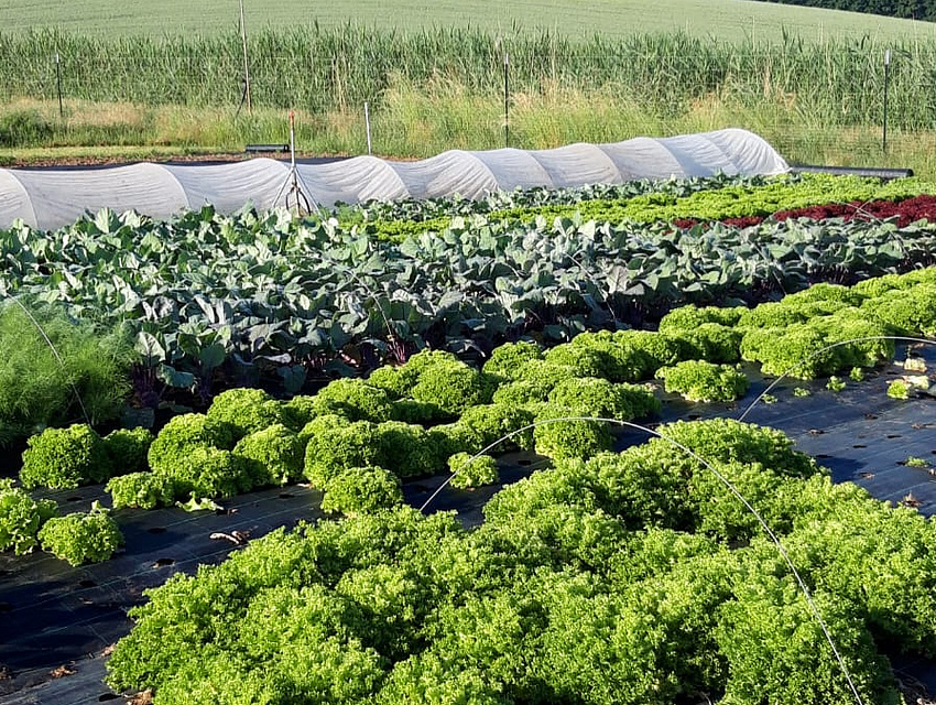 Gem&uuml;se von einer SoLawi