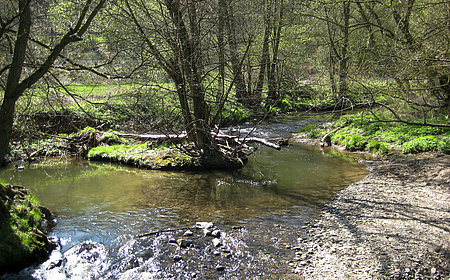 Ein Fluss, der nicht gerade verläuft, sondern Einbuchtungen hat. Auf diesen wachsen Bäume und Gras.