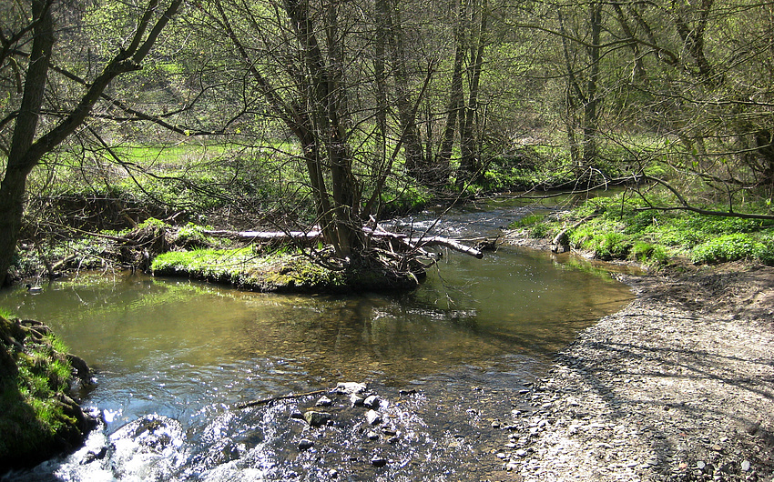 Ein Fluss, der nicht gerade verläuft, sondern Einbuchtungen hat. Auf diesen wachsen Bäume und Gras.