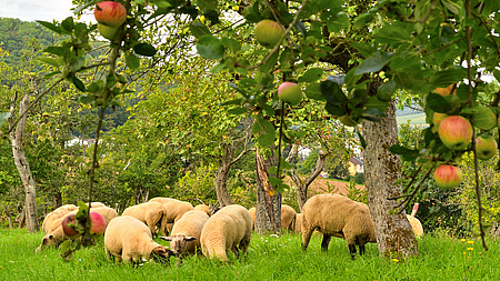 Mehrere Schafe weiden auf einer grünen Wiese unter Obstbäumen an denen Äpfel hängen.