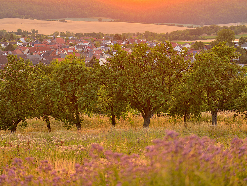 Blühwiese mit Bäumen und Dorf im Hintergrund in Abendstimmung