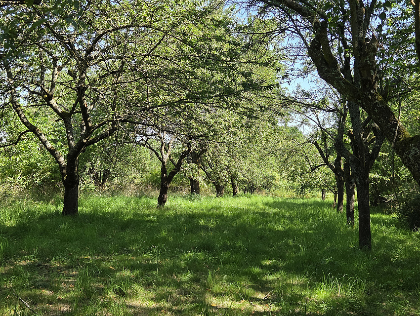 Baumalle auf grüner Wiese im Sonnenschein