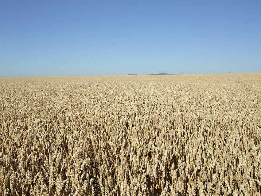 Getreidefeld (Weizen)