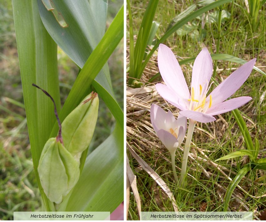 Die Herbstzeitlose ist sowohl für den Menschen als auch unsere Nutz- und Weidetiere giftig