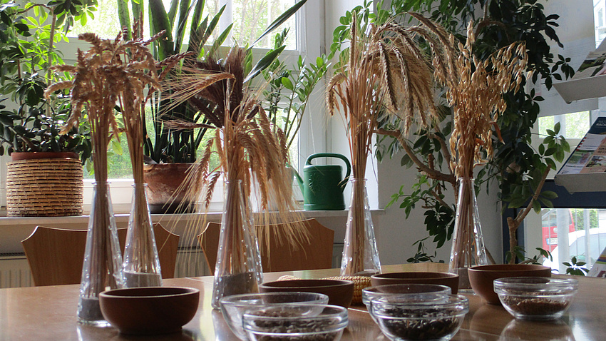 die verschiedenen Getreidearten die verschiedenen Getreidearten