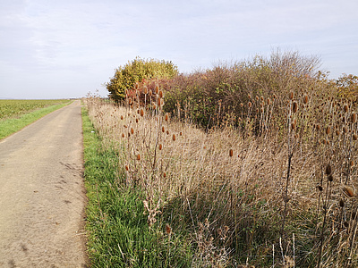 Inmitten des winterlichen Wetteraukreises bieten Feldraine den Insekten Schutz und Zuflucht während ihrer Winterruhe