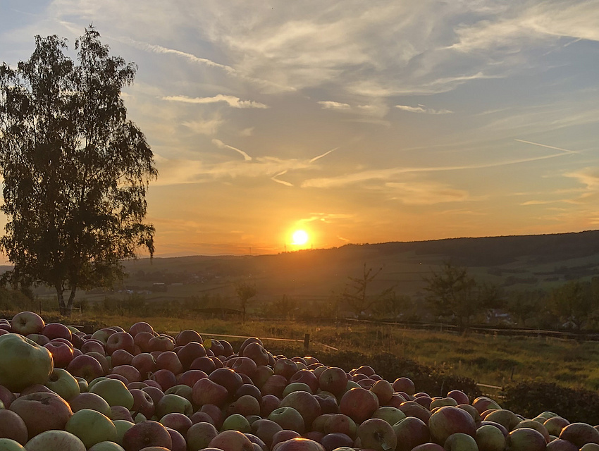 ein Wagen vollen Äpfel beim Sonnenuntergang (Foto: Seemenbach Kelterei)