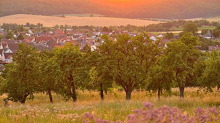 Eine Streuobstwiese bei Sonnenaufgang.