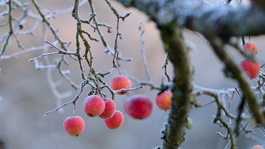 Mehrere rote Äpfel hängen an einem mit Raureif überzogenen Ast.