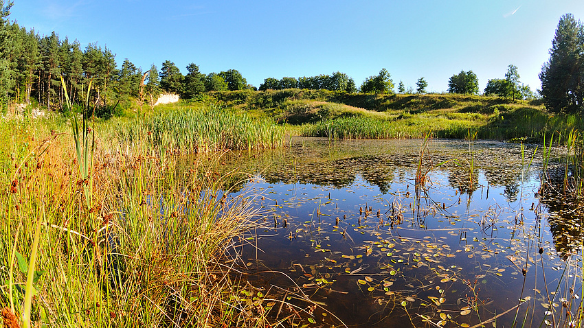 Ein größerer Teich, der an einigen Stellen zugewachsen ist. Am Rand wächst hohes Gras.