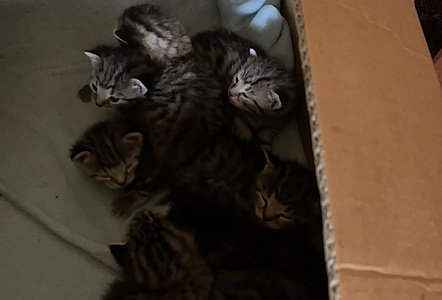 Katzenbabys in einem Karton