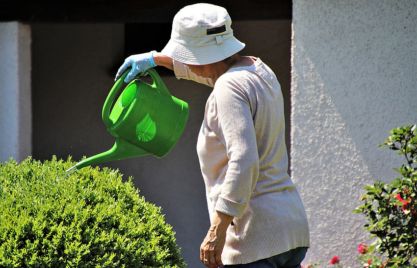 Eine ältere Frau gießt mit einer Gießkanne einen Strauch.