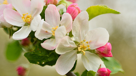 Zu sehen ist eine Nahaufnahme einer Apfelblüte.