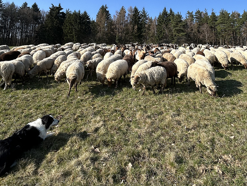 die Schafe mit dem Hütehund