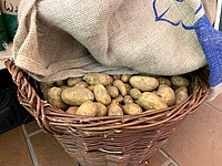 Wetterauer Kartoffeln für die Kitaverpflegung