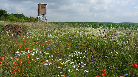 Wildblumenwiese, im Hintergrund Hochsitz