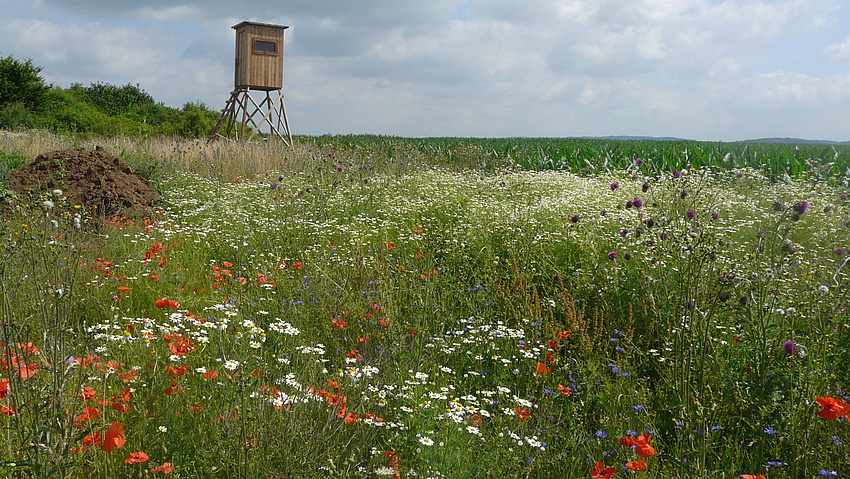 Wildblumenwiese, im Hintergrund Hochsitz