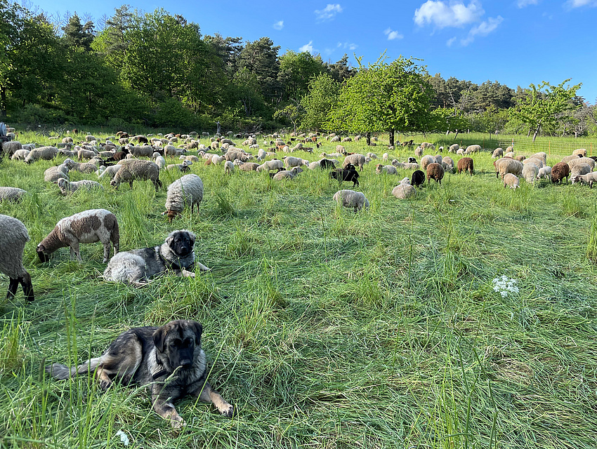 Schafe mit zwei Hütehunden