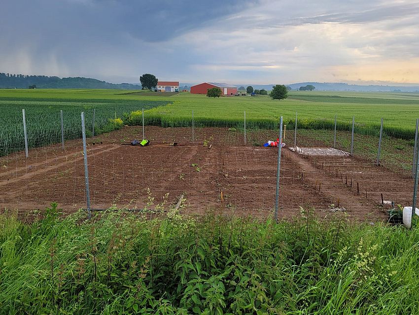 Saisongarten mit jungen Gemüsepflanzen in Niddatal/Kaichen