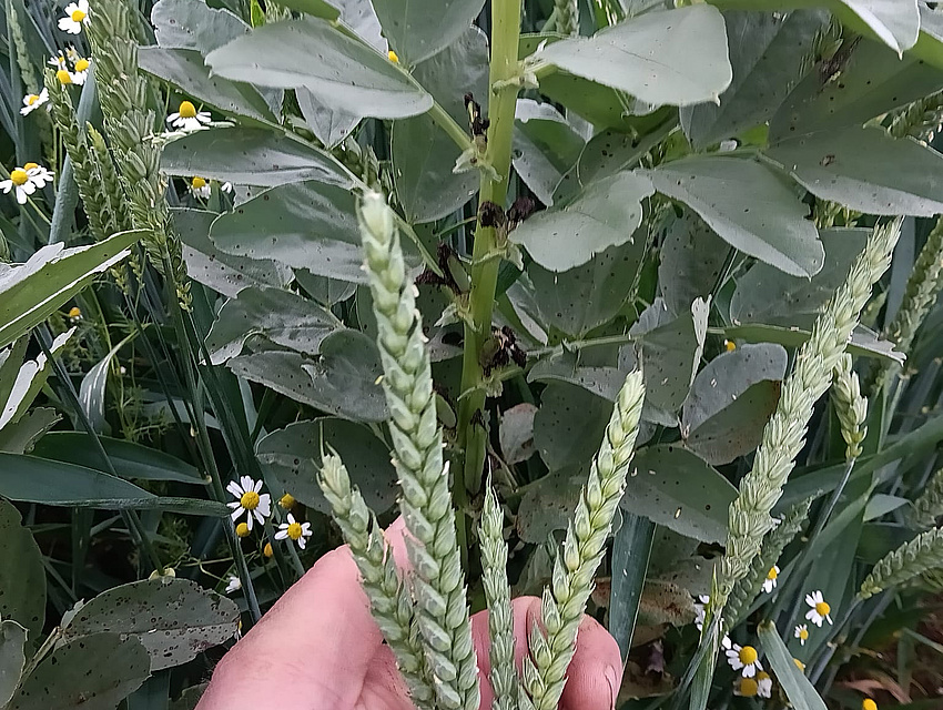 Weizen mit Ackerbohnen als Gemenge (Foto: Familie Gutmann)