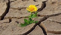 Einsame Blume auf vertrocknetem Boden