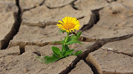 Einsame Blume wächst auf trockenem kargen Boden - Quelle: svklimkin auf Pixabay
