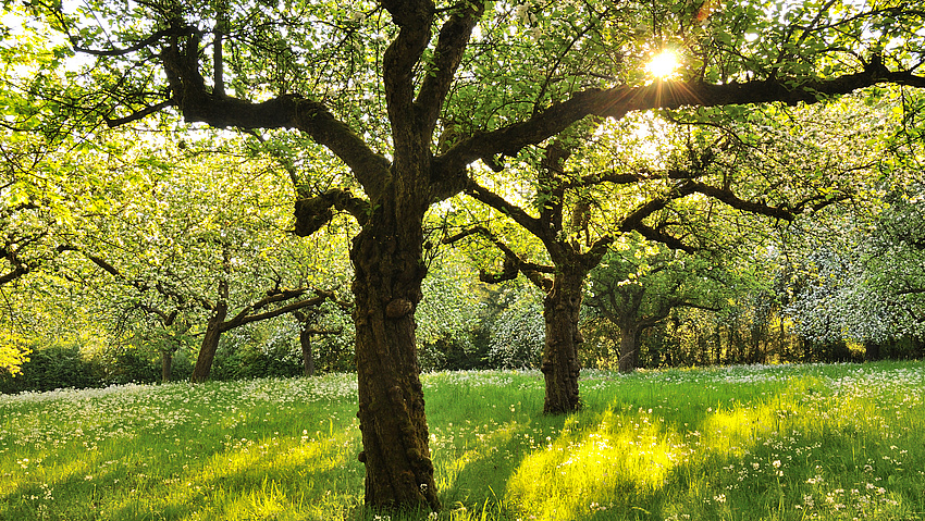Bild einer Streuobstwiese.