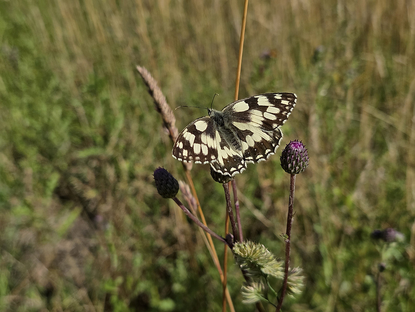 Schmetterling auf einer lila Blüte