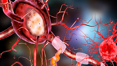 Die grafische Darstellung einer Nervenzelle.