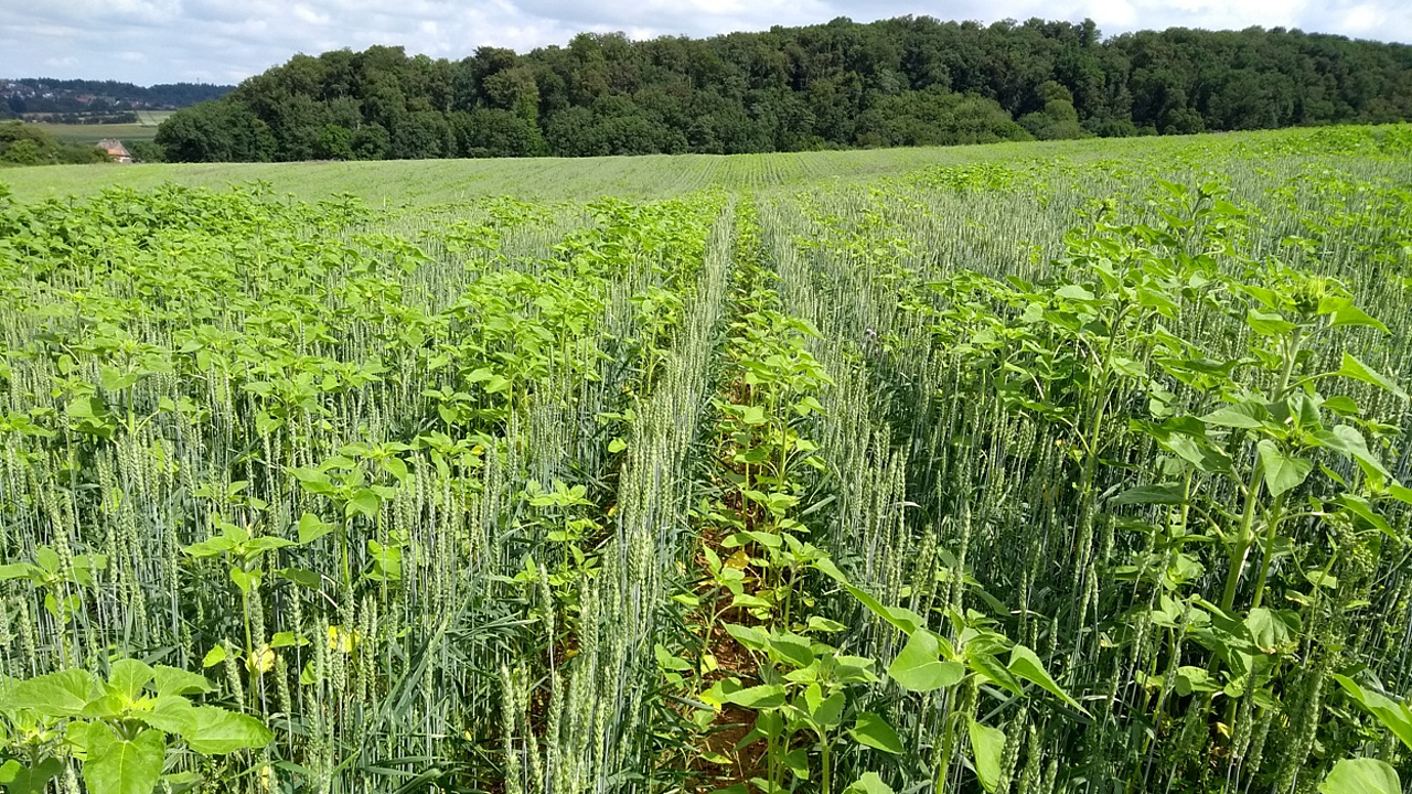 Blick auf ein Feld, auf dem zwischen den Reihen von Weizenpflanzen, Sonnenblumen wachsen.