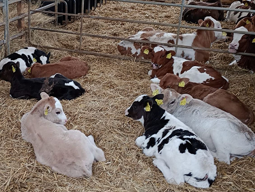 das Jungvieh im Stall auf Stroh (Foto: Familie Gutmann)