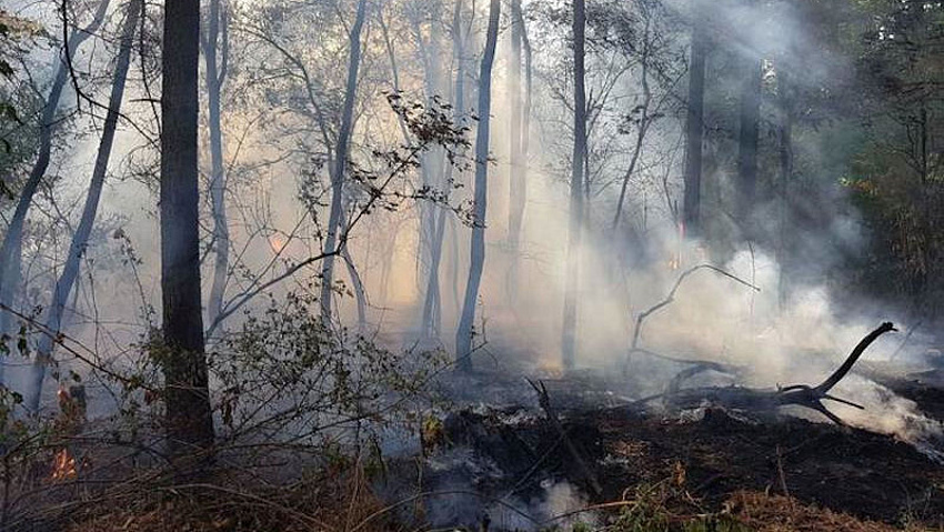 Schwelender Brandnester und Rauch in einem Wald