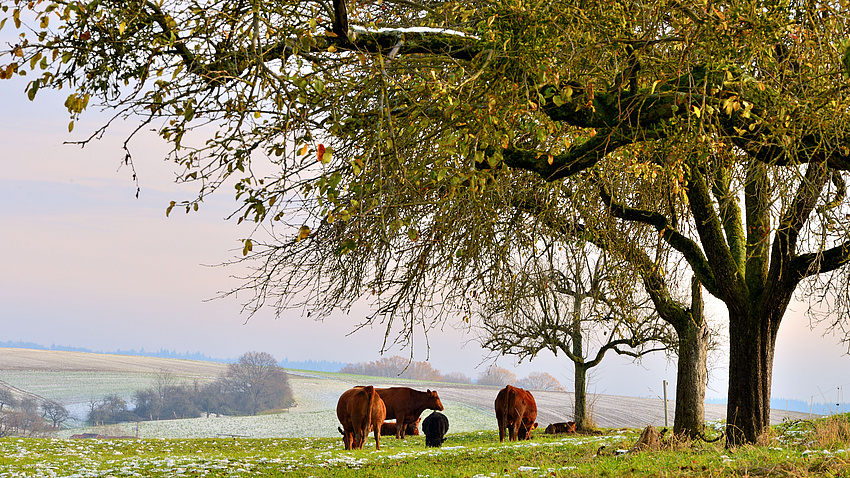 Schafe grasen auf einer winterlichen Weide.