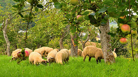 Schafe auf einer grünen Weide. Im Vordergrund ein Apfelbaum.