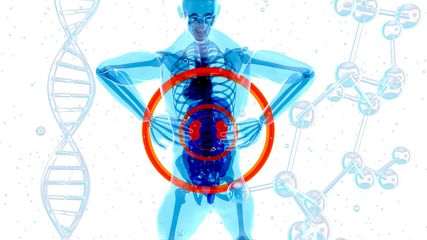 Human Anatomie Julien Tromeur auf Pixabay Graphische Darstellung der menschlichen Anatomie