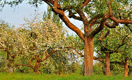 Streuobstwiese mit hochstämmigen Bäumen in der Blüte