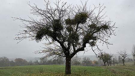 Ein Baum auf einer nebligen Streuobstwiese. Zwischen den entlaubten Ästen und Zweigen sind die  Mistelkugeln zu sehen.