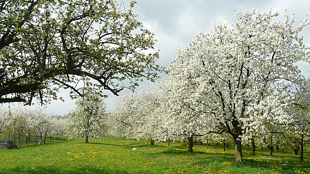 Apfelbäume blühen auf einer Streuobstwiese.