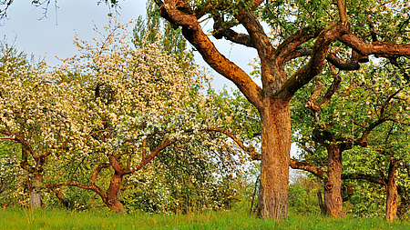 Obstbäume blühen auf einer grünen Wiese.