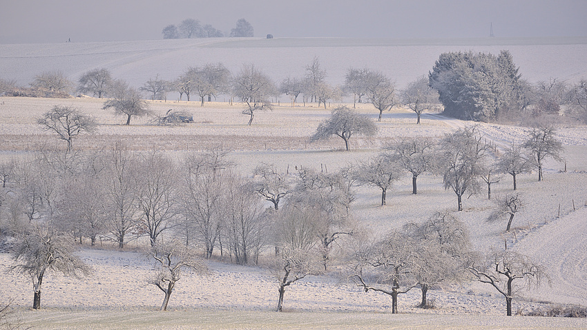 Eine Streuobstwiese mit vielen Bäumen unter einer Schneedecke.