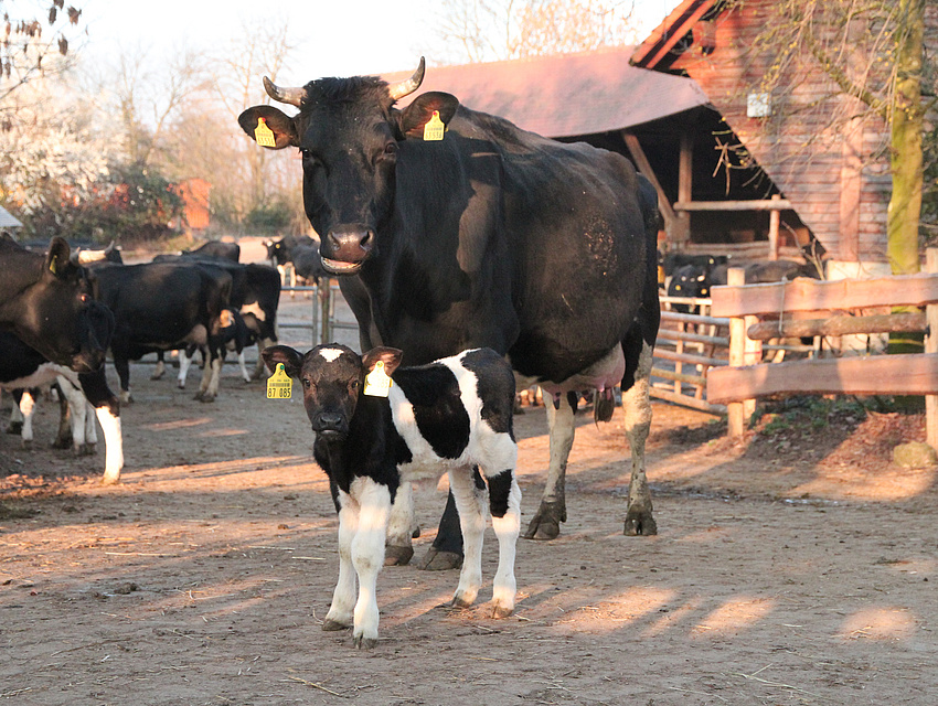 Schwarz-bunte Milchviehherde mit muttergebundener Kälberaufzucht