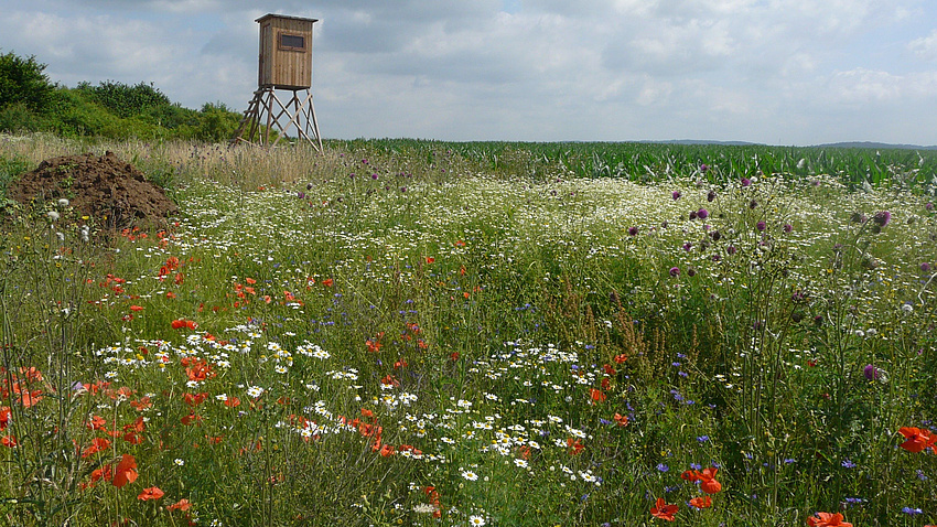 Blick über eine Wildblumenwiese, unter anderem mit Margeriten und Mohnblumen. Im Hintergrund ist ein Hochsitz zu sehen.
