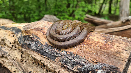 Eine zusammengerollte braungrüne Schlange auf einem Baumstamm.
