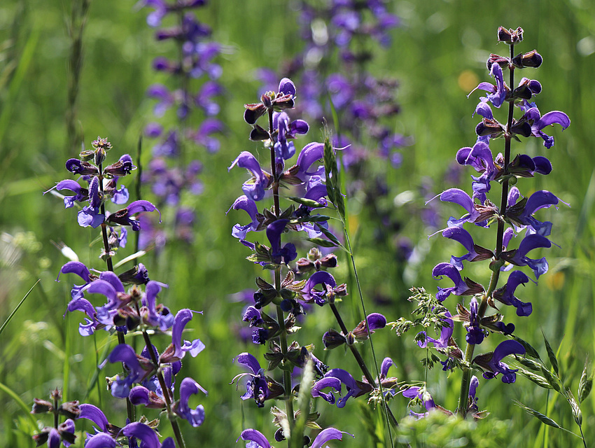 Wiesensalbei lia mit weißen Margeriten