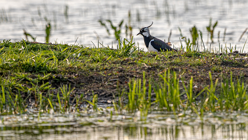 Ein Kiebitz auf einer feuchten Wiese
