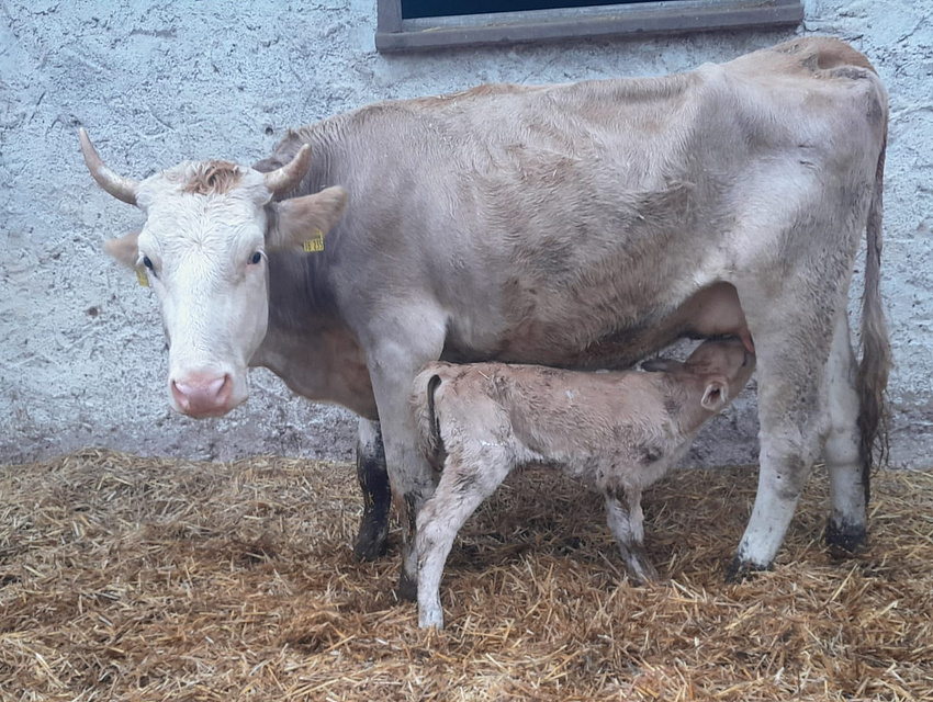 Kuh (Braunvieh) mit Kalb (Foto: Familie Gutmann)