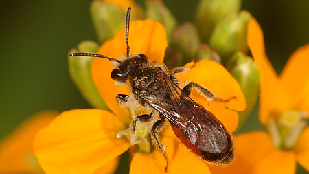 Eine Biene sitzt auf einer gelben Blüte.